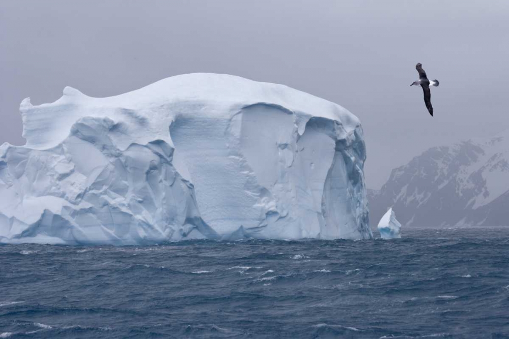 South Georgia Island Albatross by an iceberg